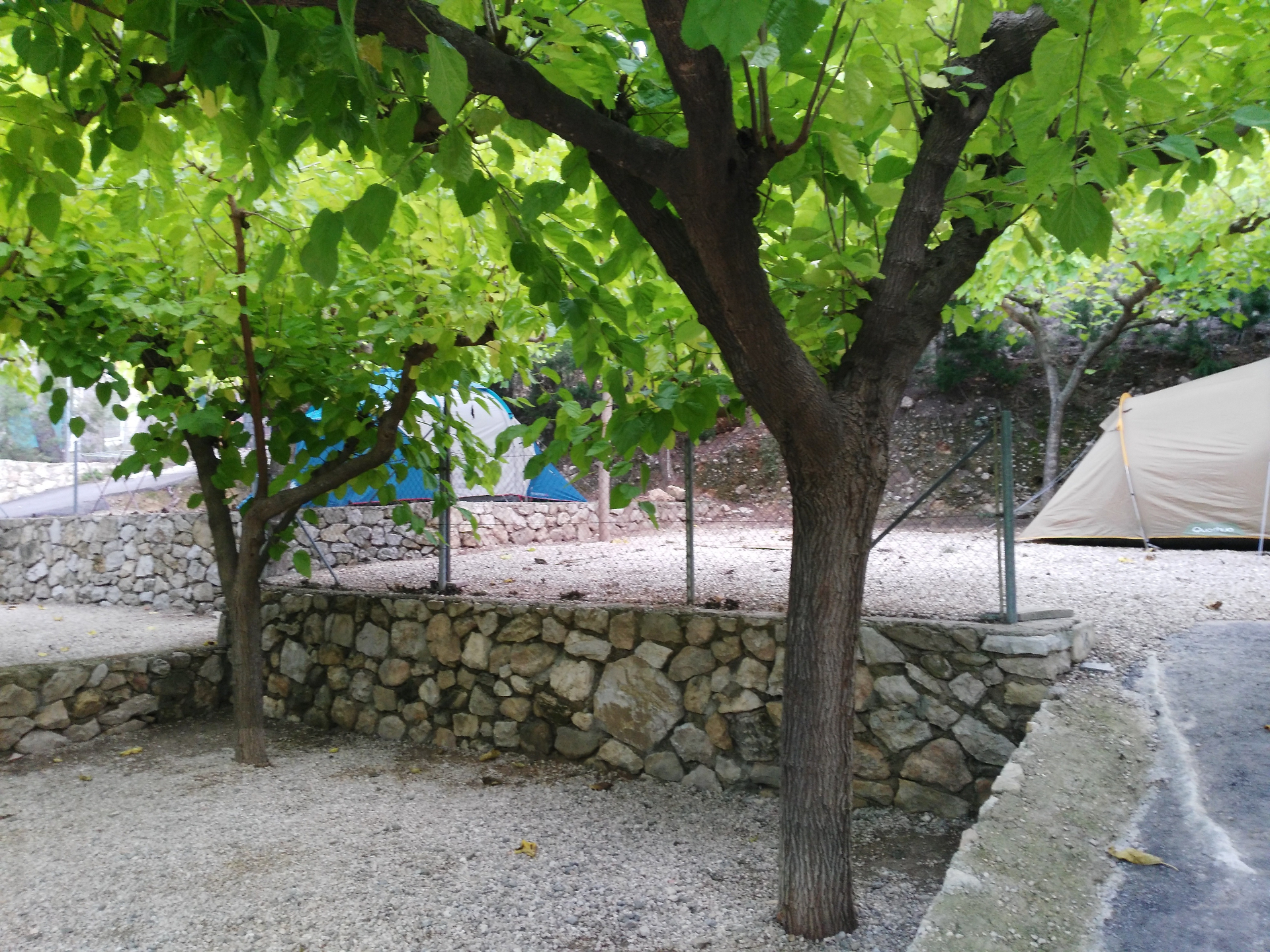 Árboles y muros de piedra entre parcelas