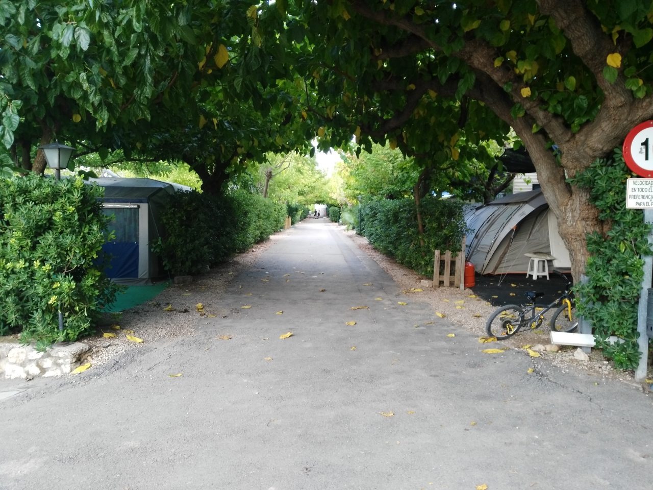 Avenida arbolada del camping